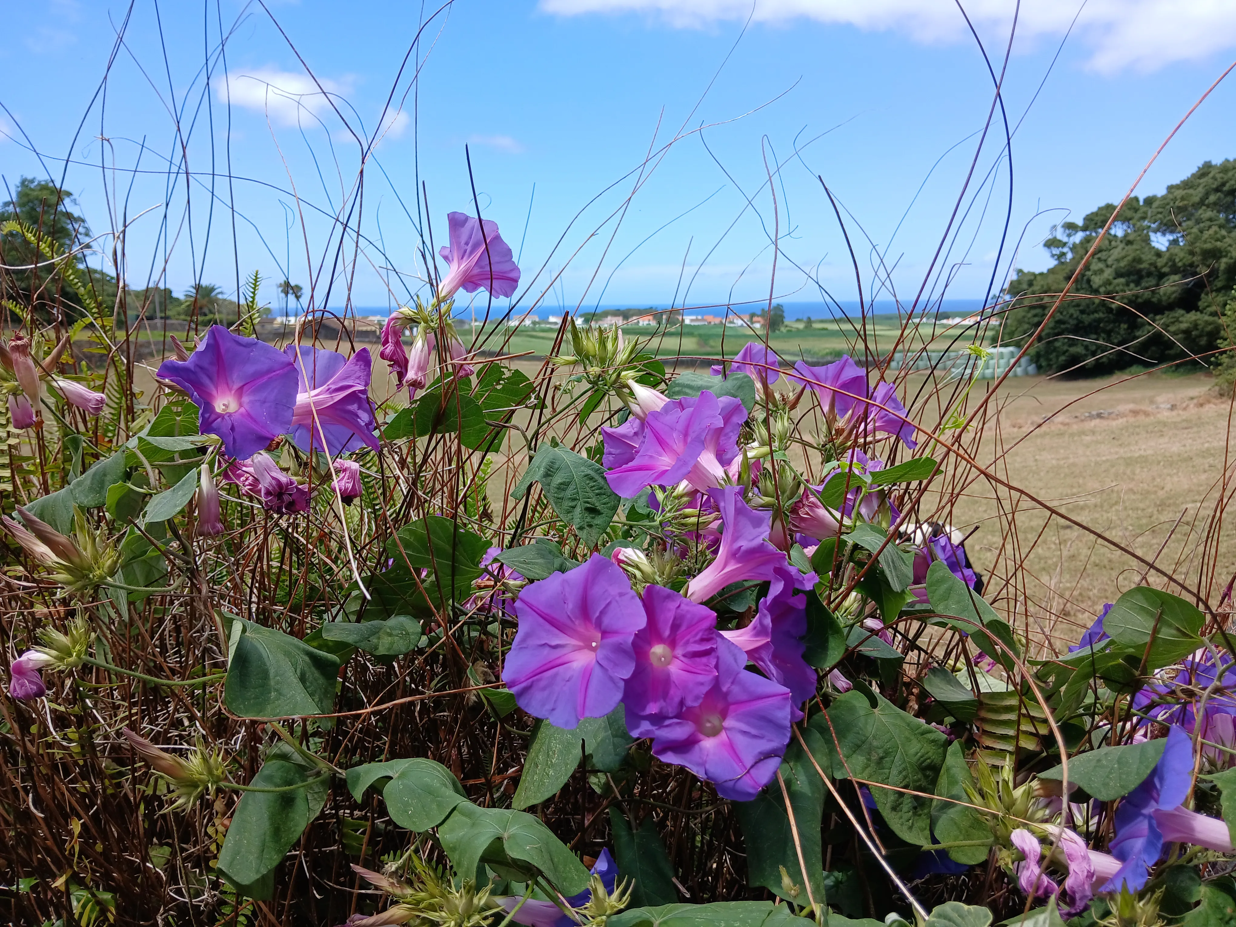 2024-07-14_15.20.27.jpg (4080x3060)