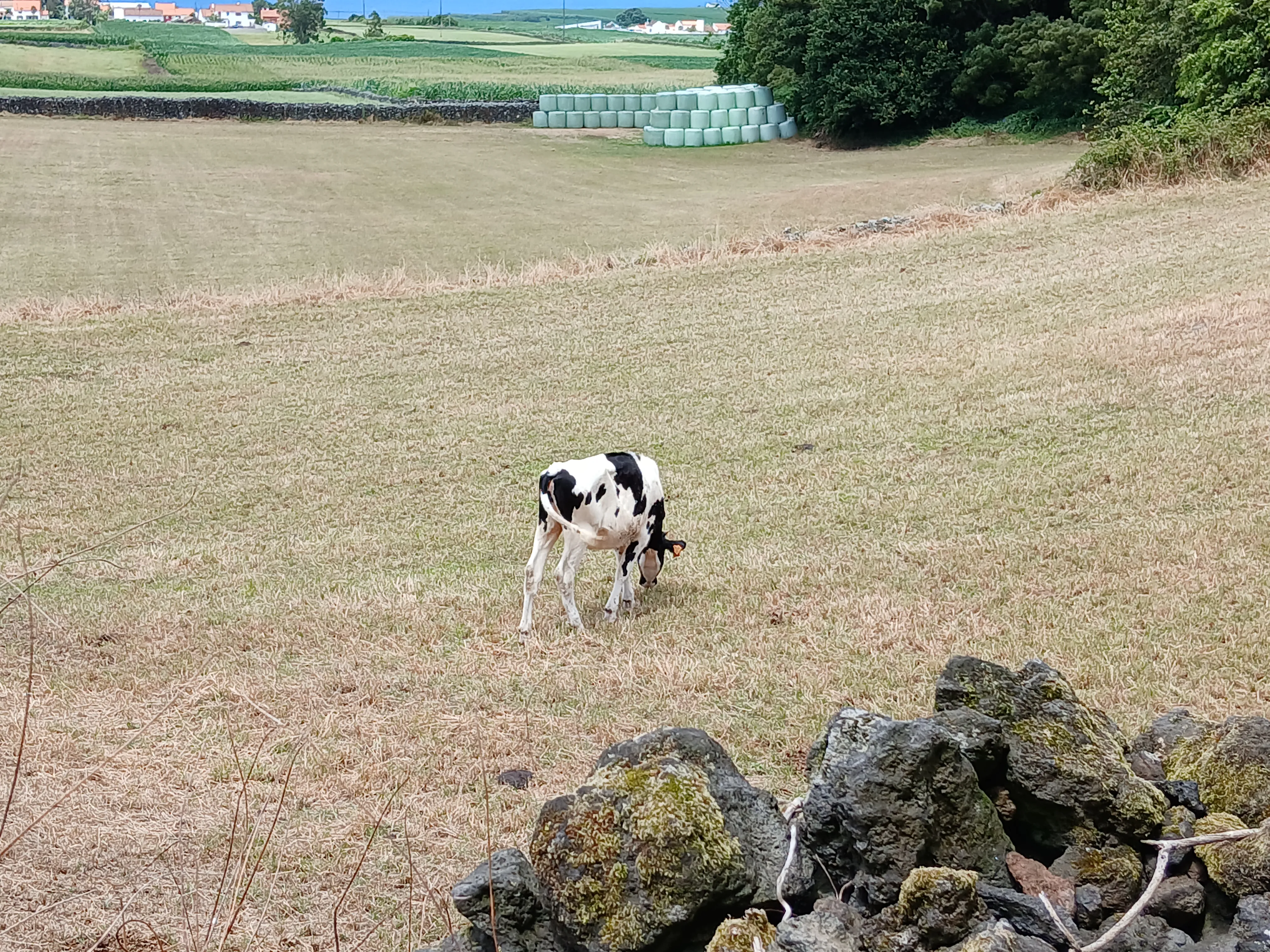 2024-07-14_15.20.32.jpg (4080x3060)