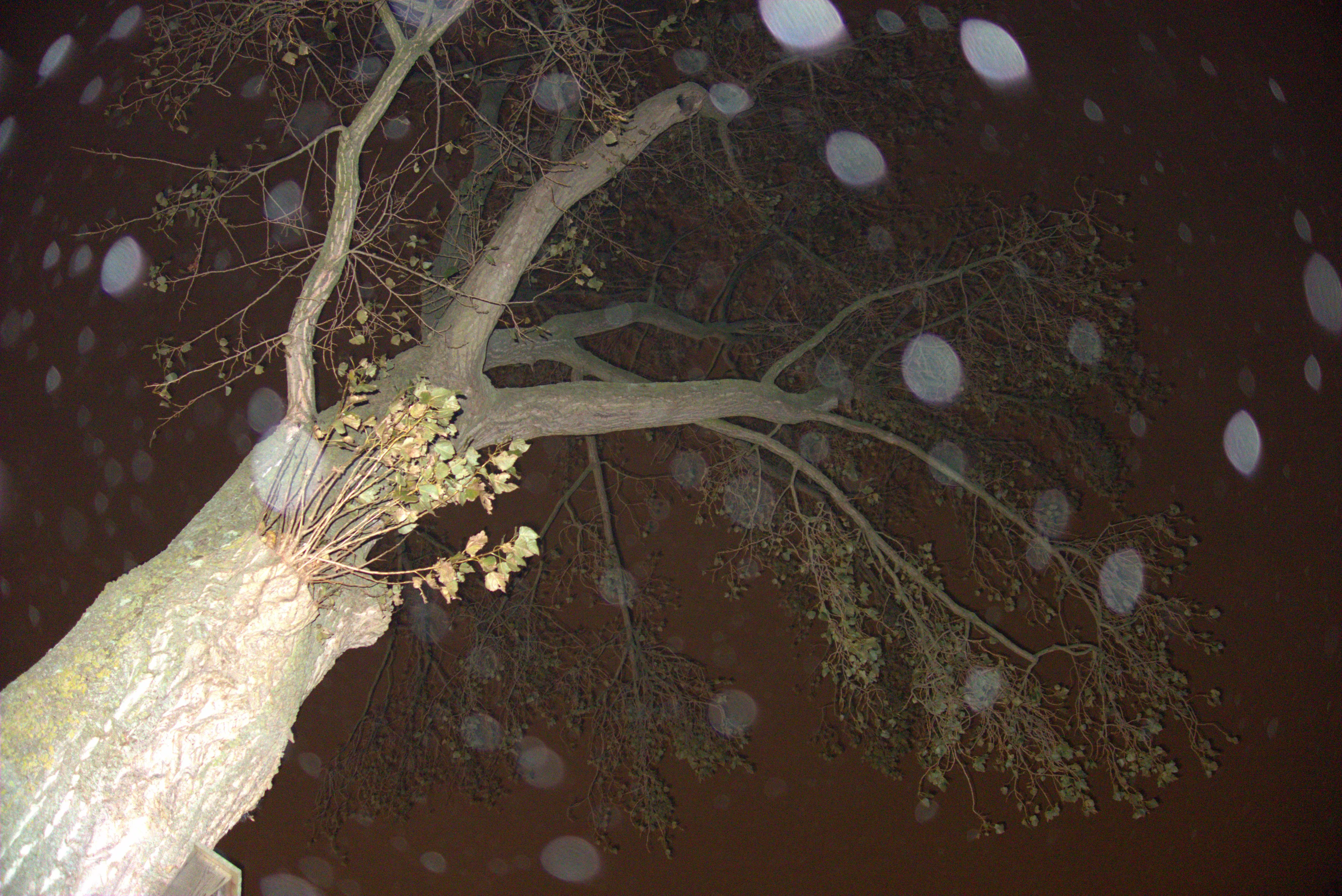 2024-10-27_02.35.07.jpg (5496x3672)