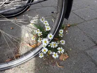 Photo from log "Haarlem (2025-09-06) (7 photos)"