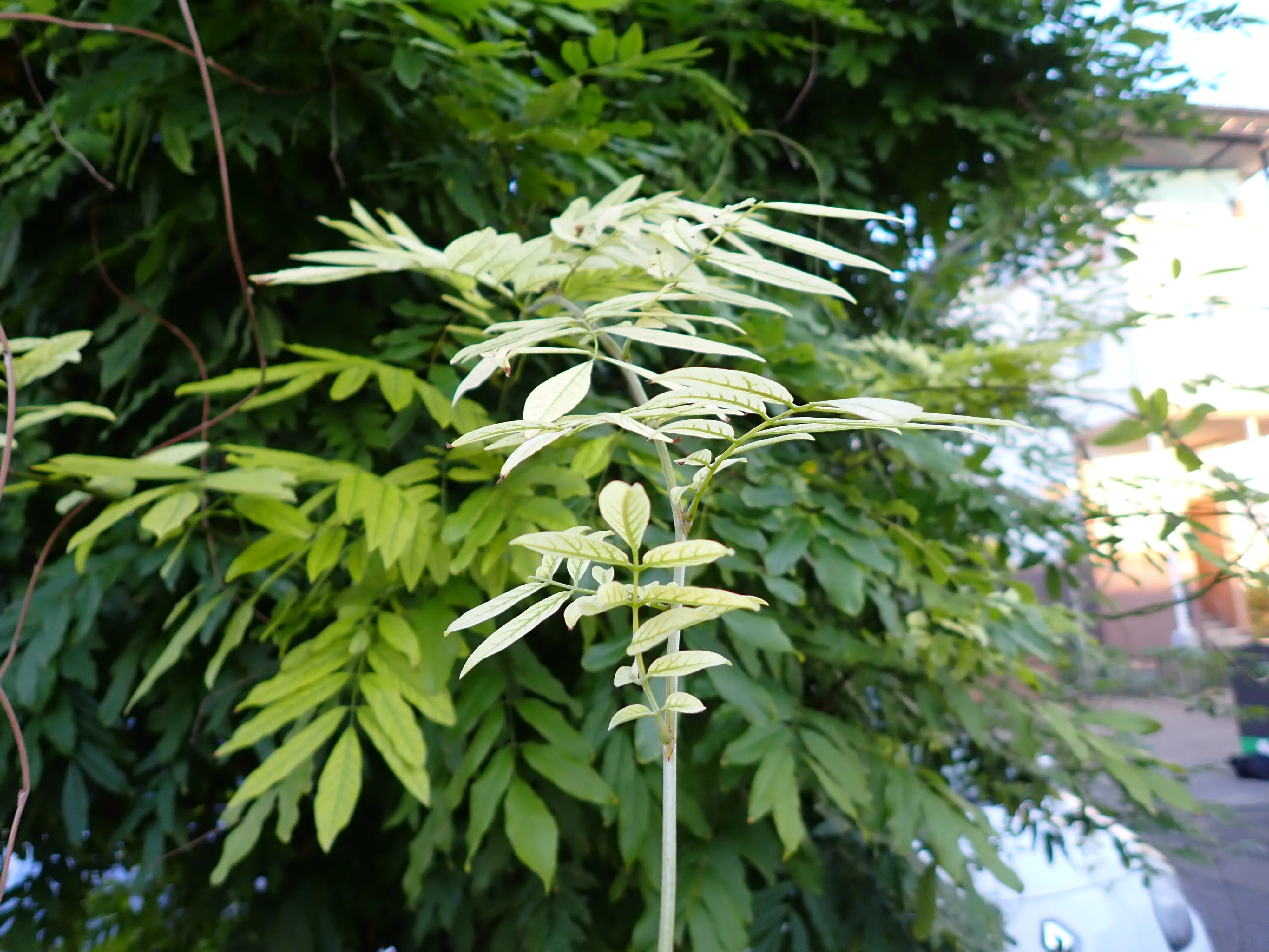 2025-09-08_18.33.15_64.JPG (4000x3000)