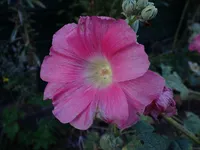 Photo from log "2025-09-08 day (7 photos)"