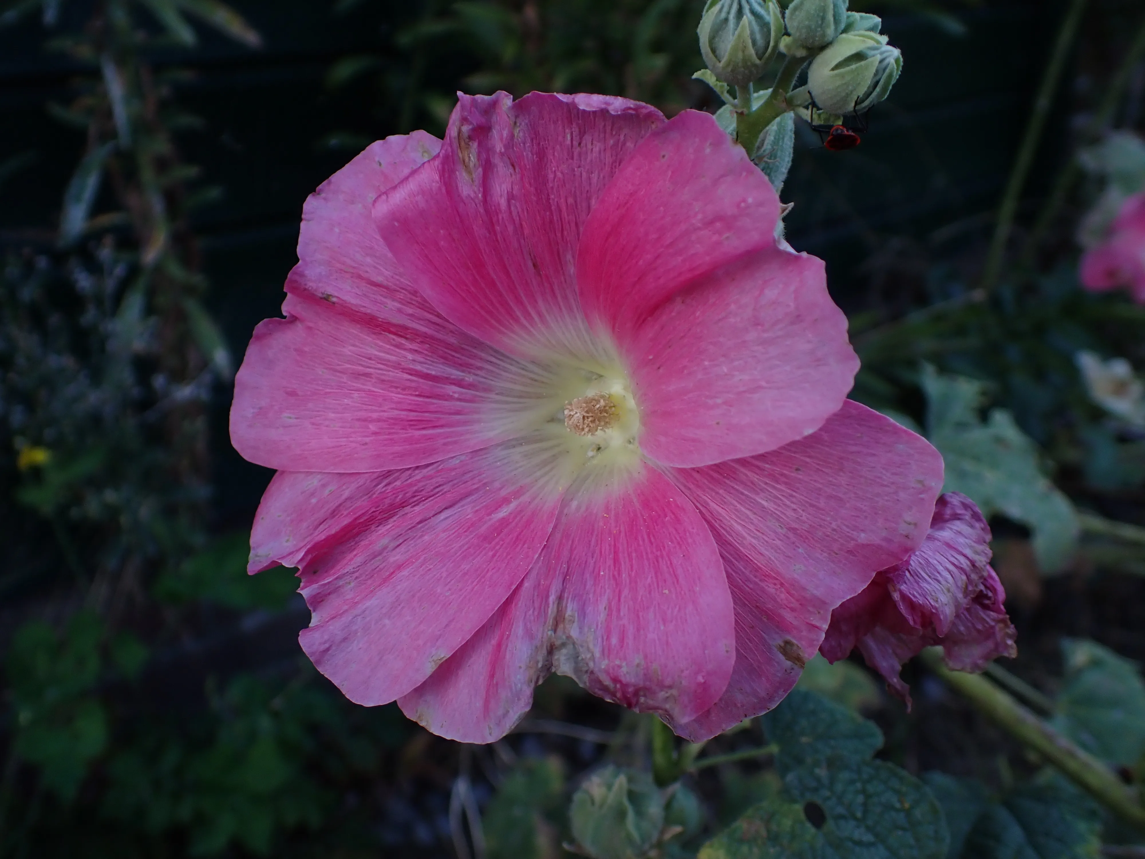 2025-09-08_18.45.50_80.JPG (4000x3000)