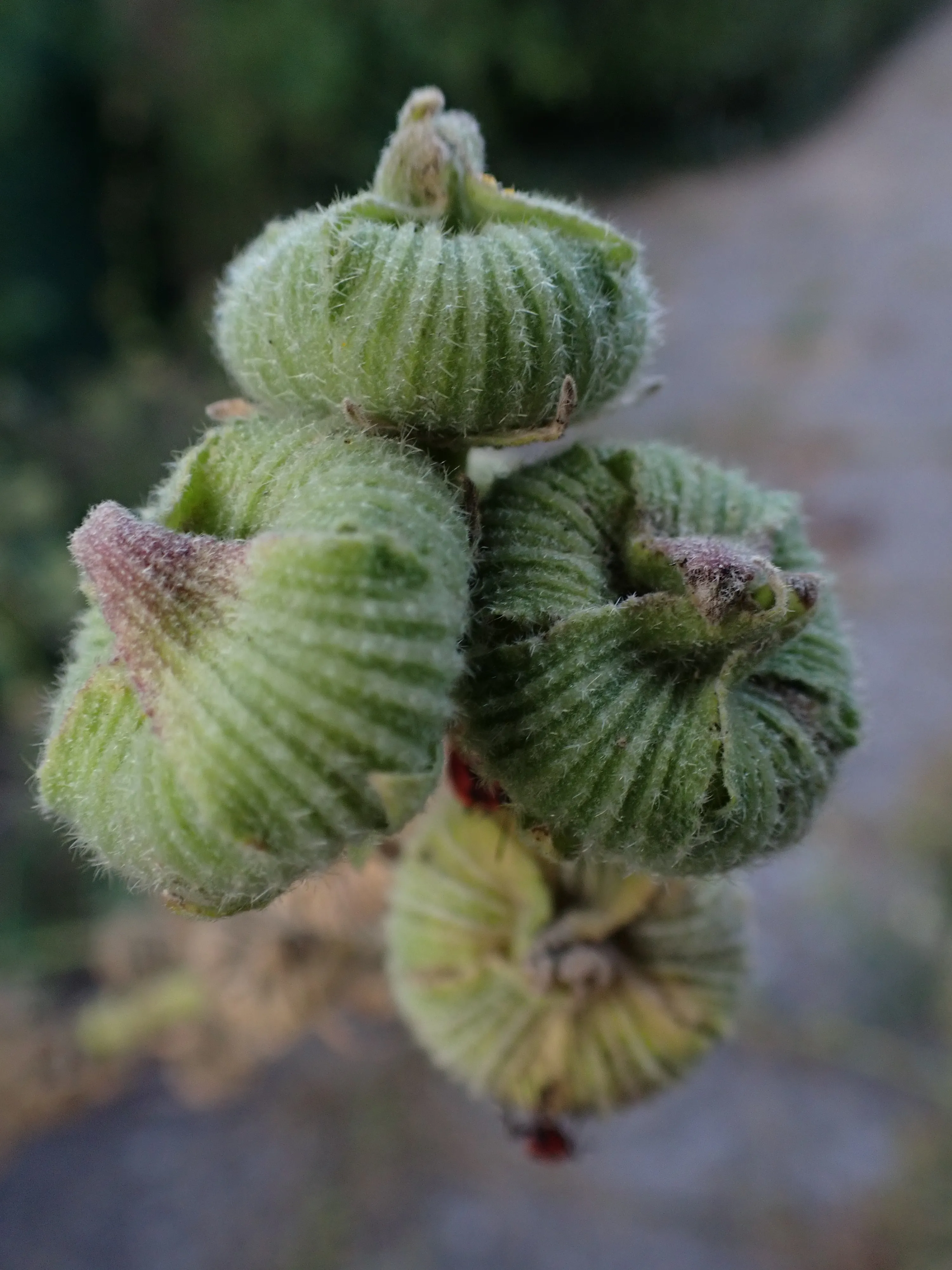 2025-09-08_18.47.13_86.JPG (4000x3000)