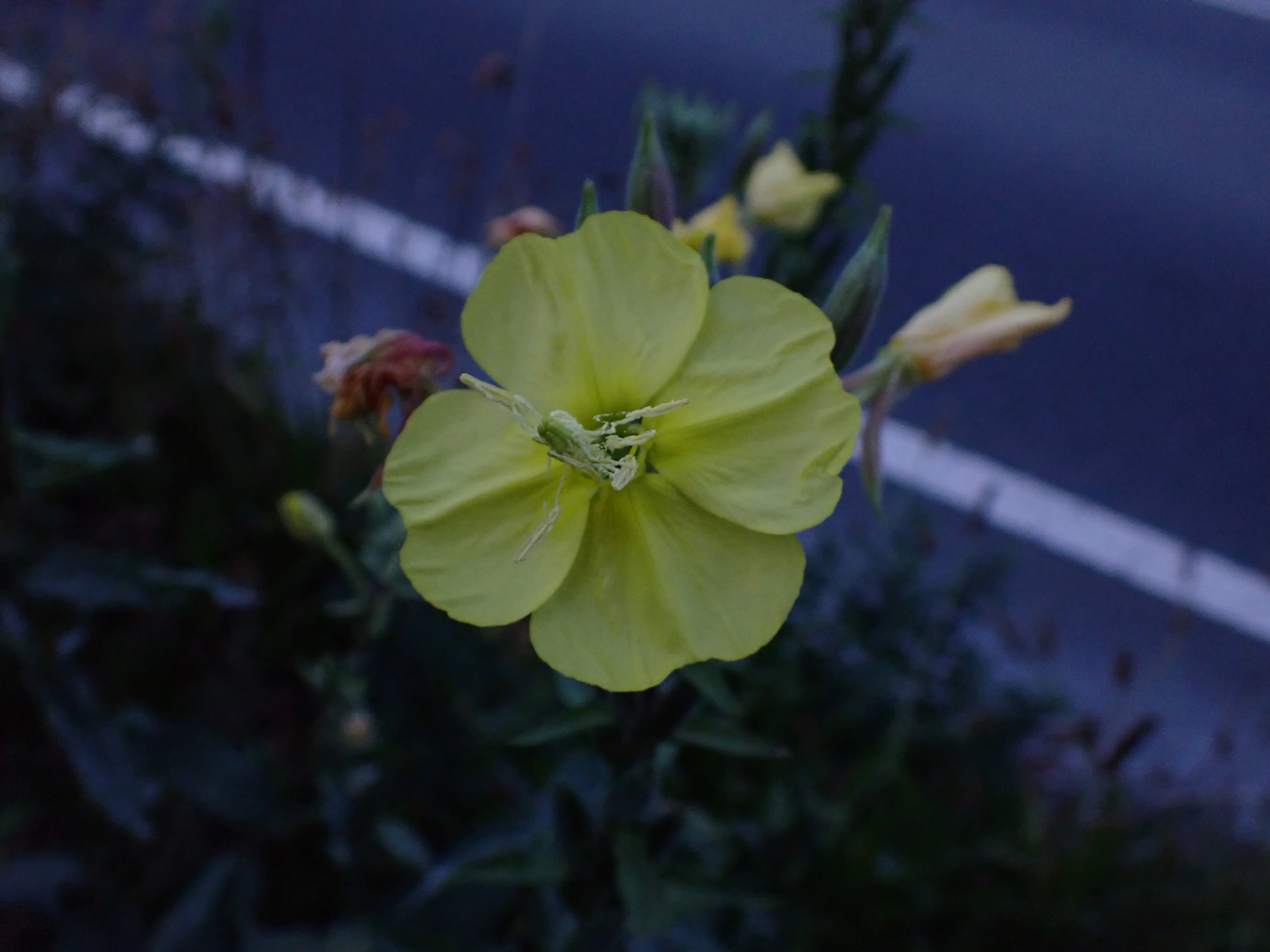 2025-09-08_19.30.05_117.JPG (4000x3000)