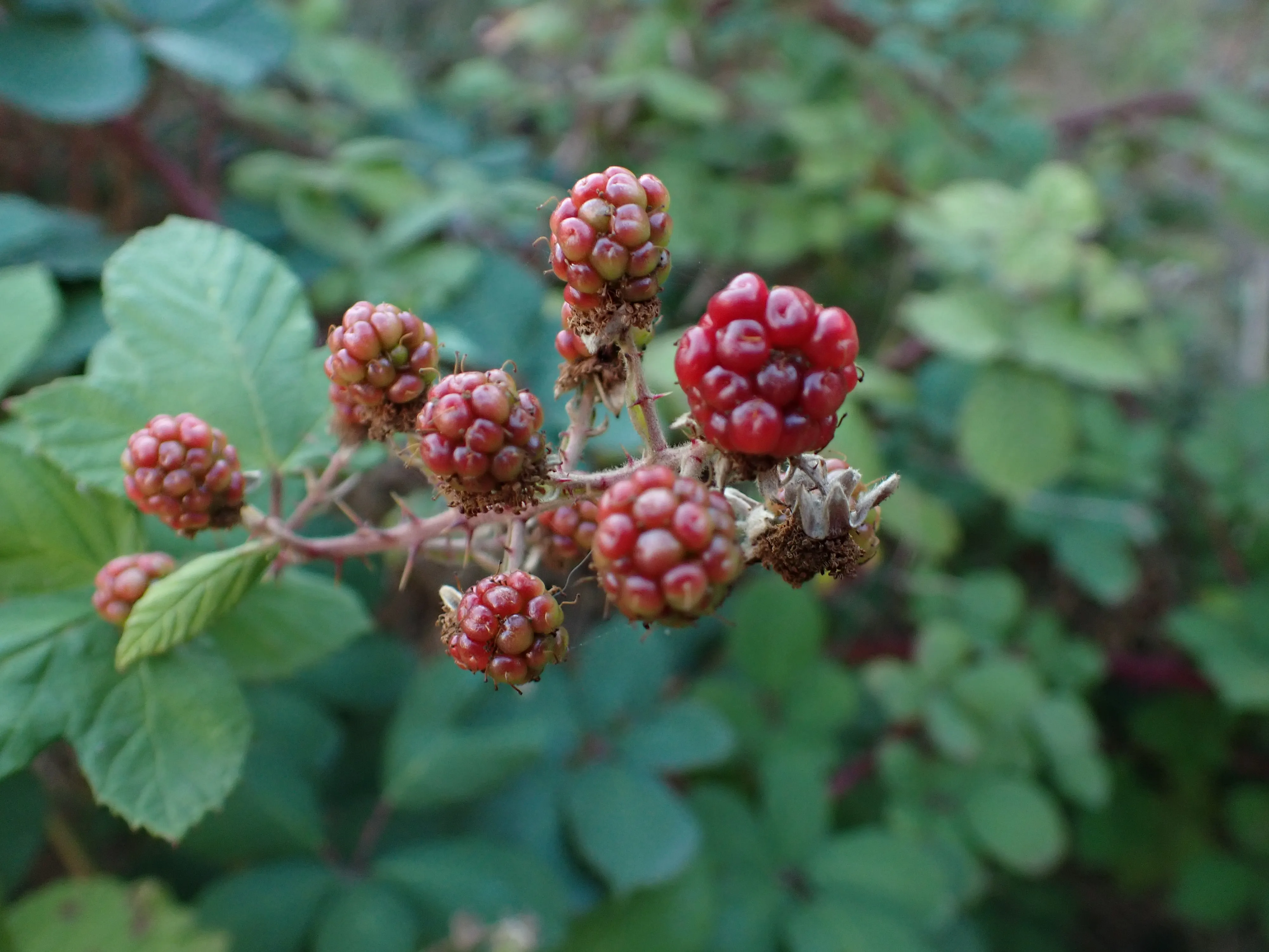 2025-09-23_17.58.02_102.JPG (4000x3000)