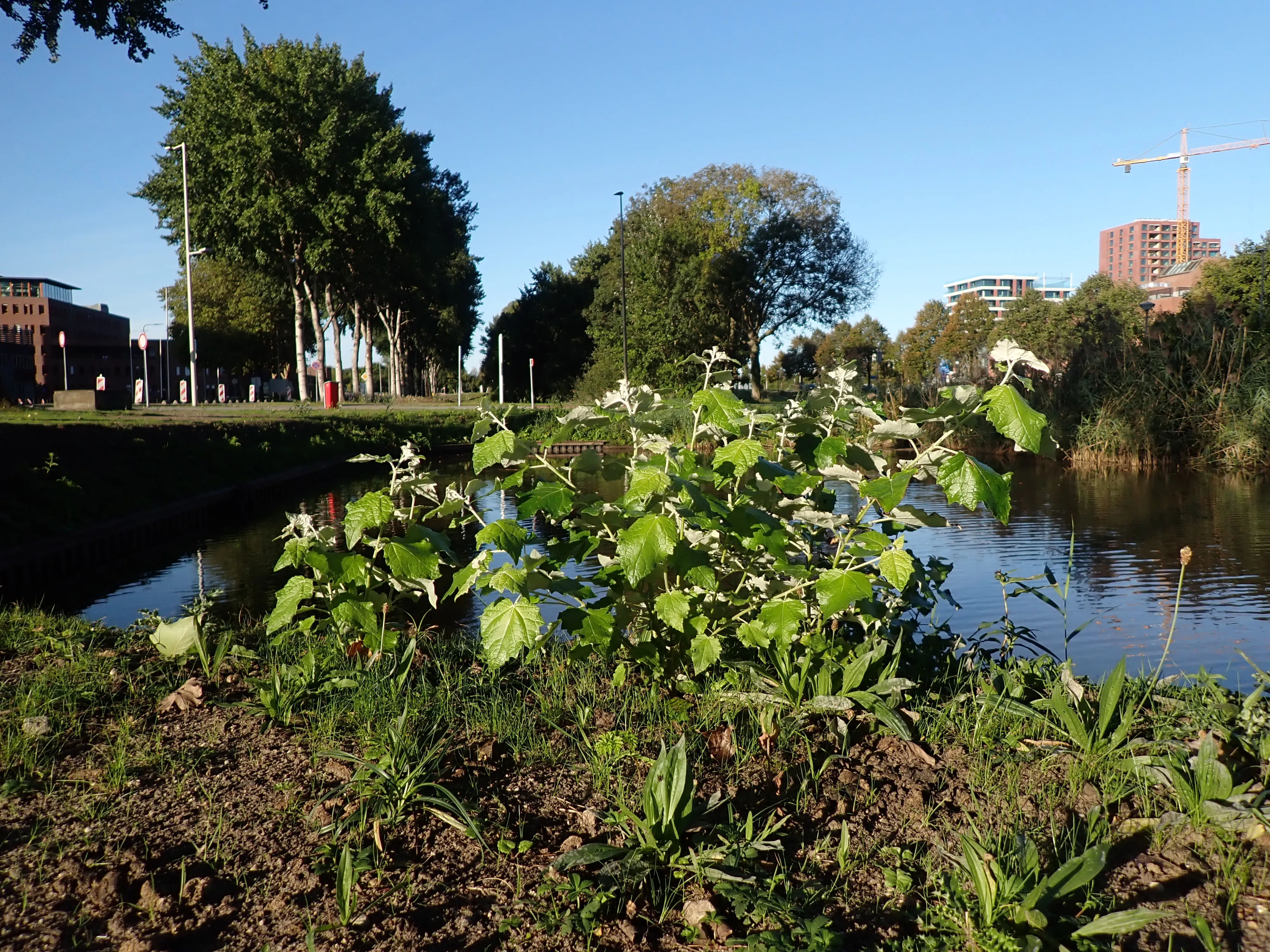 2025-09-24_08.15.05_115.JPG (4000x3000)