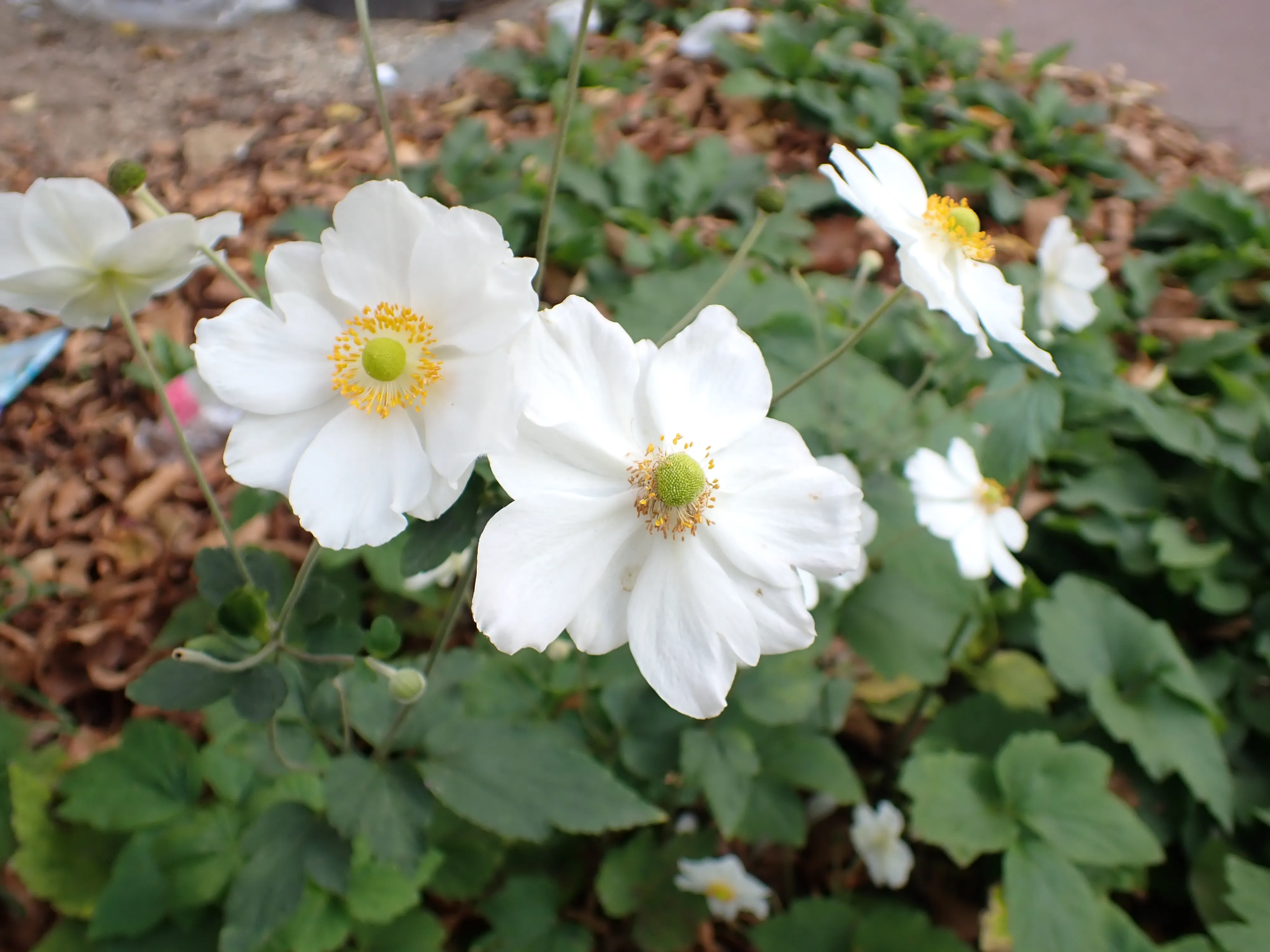 2025-09-28_15.49.58_19.JPG (4000x3000)