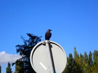 Photo from log "Crow (2 photos)"