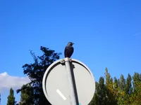 Photo from log "Crow (2 photos)"