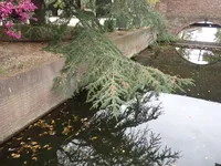 Photo from log "Hortus Botanicus Leiden (27 photos)"