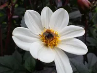 Photo from log "Hortus Botanicus Leiden (27 photos)"