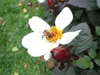 Photo from log "Hortus Botanicus Leiden (27 photos)"