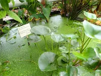 Photo from log "Hortus Botanicus Leiden (27 photos)"