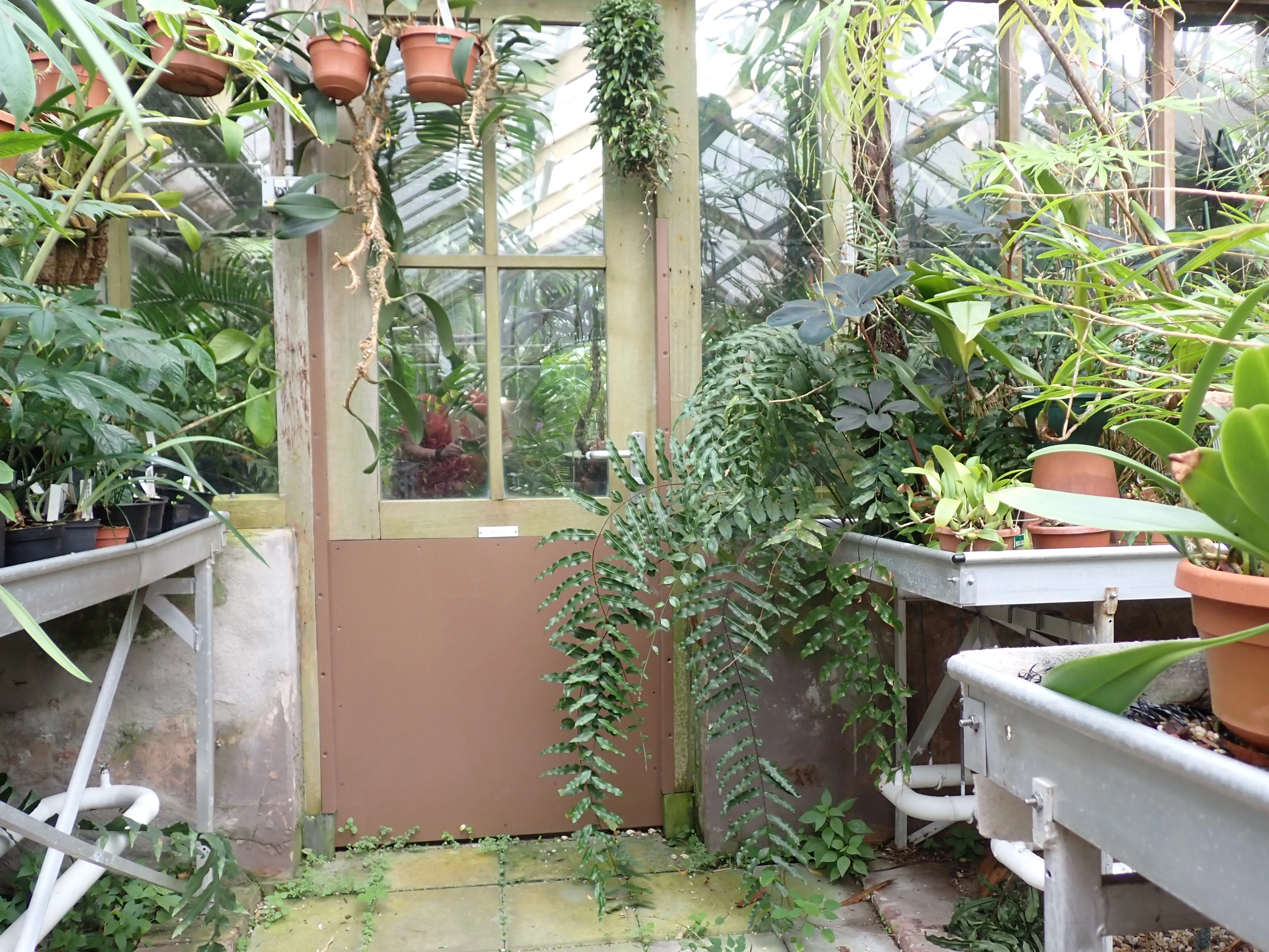 Hortus Botanicus Leiden (27 photos)