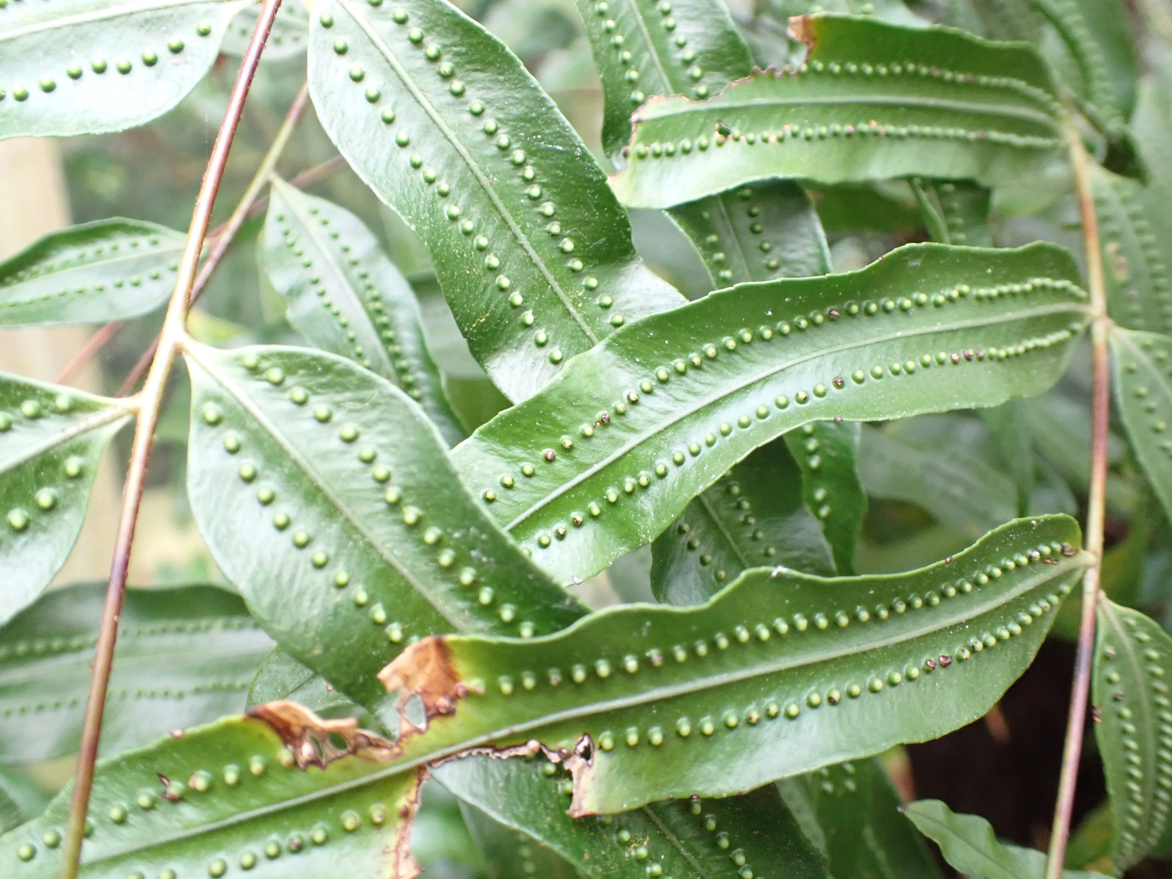 2025-10-10_15.02.08_242.JPG (4000x3000)