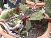 Photo from log "Hortus Botanicus Leiden (27 photos)"