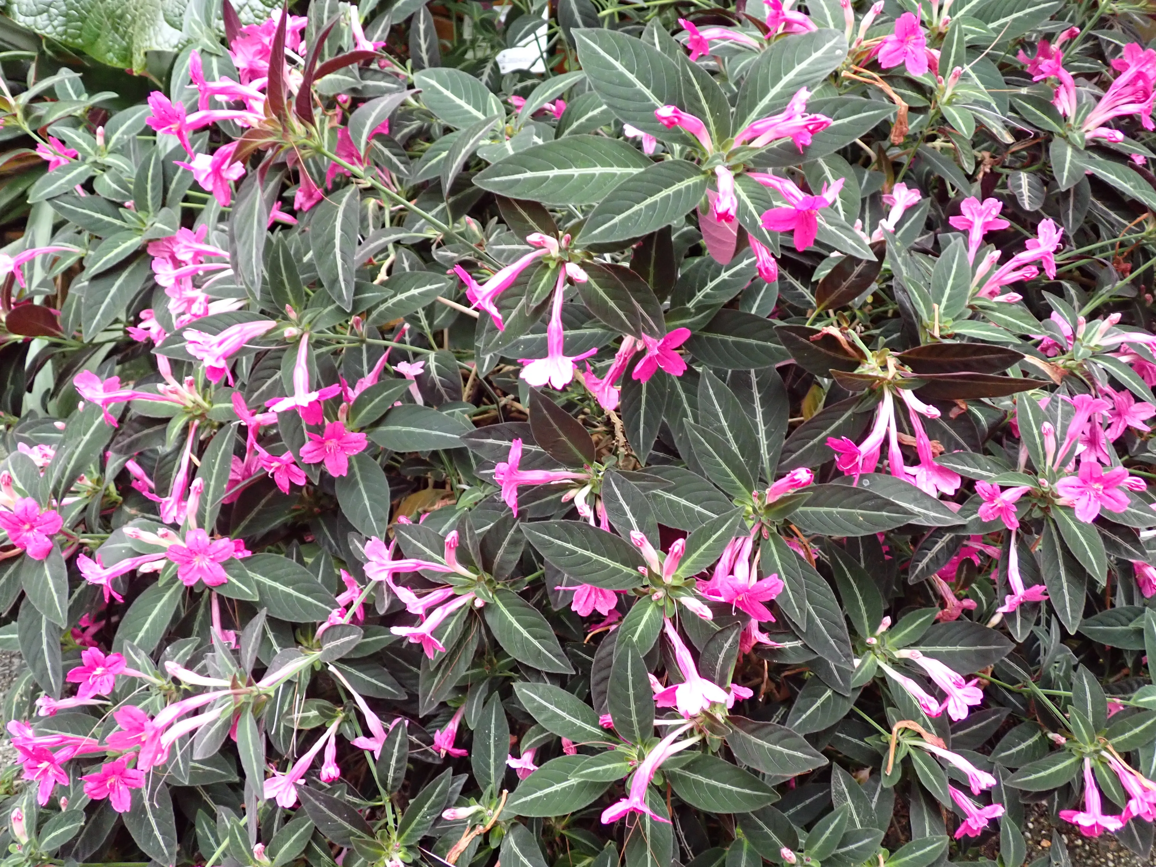 2025-10-10_15.03.02_244.JPG (4000x3000)