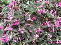 Photo from log "Hortus Botanicus Leiden (27 photos)"