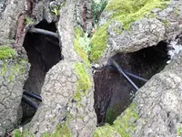 Photo from log "Hortus Botanicus Leiden (27 photos)"