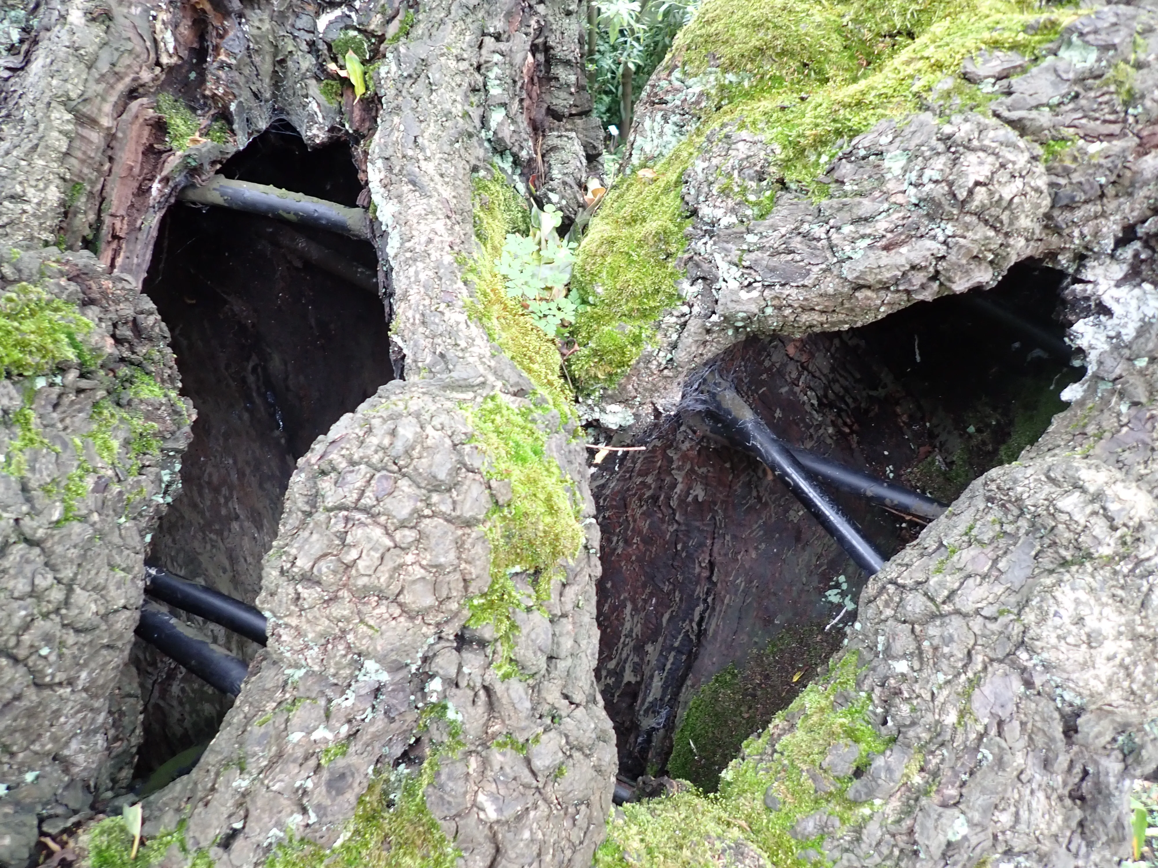 2025-10-10_15.14.39_249.JPG (4000x3000)