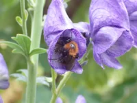 Photo from log "Hortus Botanicus Leiden (27 photos)"