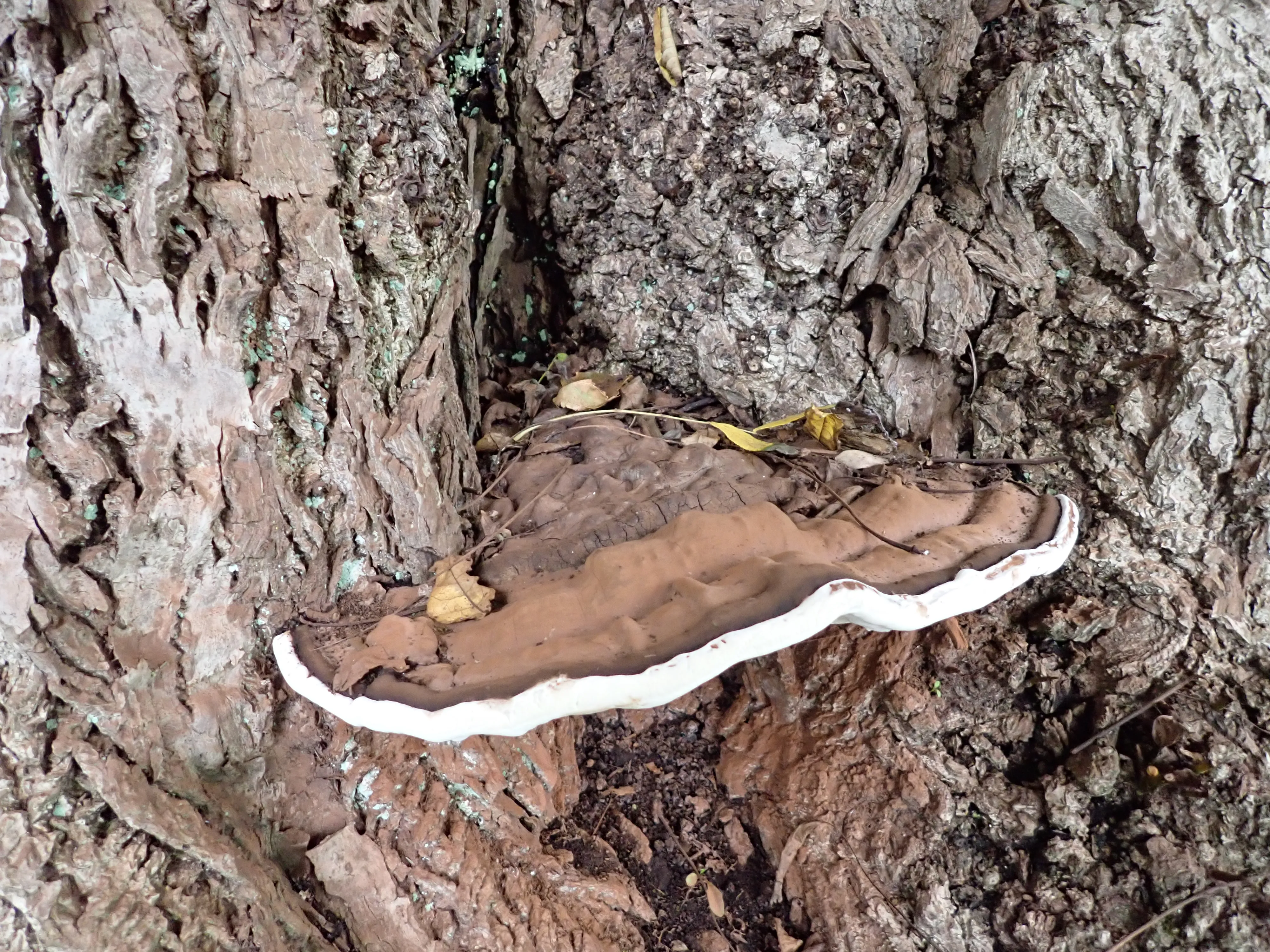 2025-10-10_15.25.43_273.JPG (4000x3000)