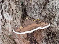 Photo from log "Hortus Botanicus Leiden (27 photos)"