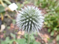 Photo from log "Hortus Botanicus Leiden (27 photos)"