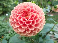 Photo from log "Hortus Botanicus Leiden (27 photos)"