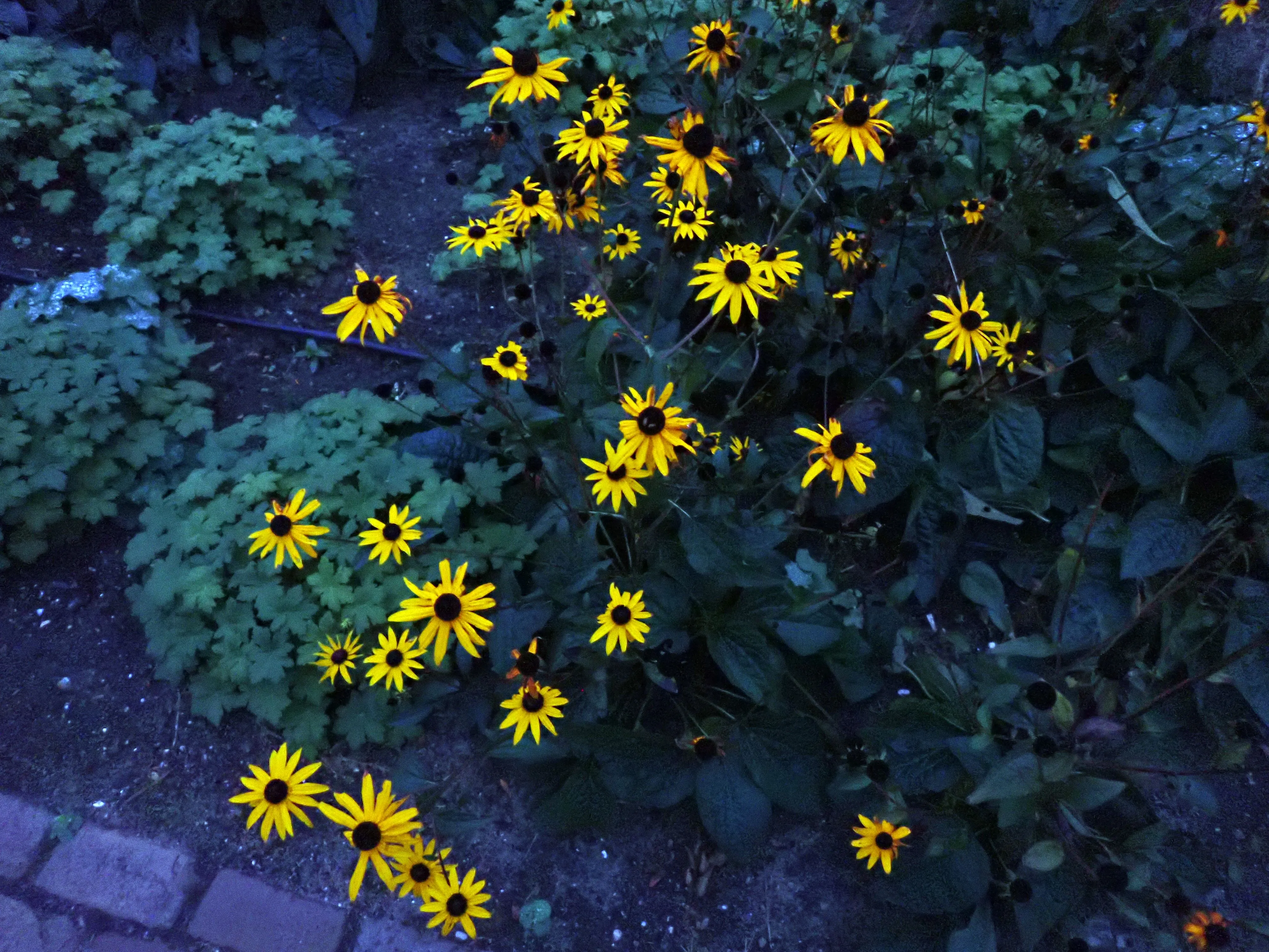 2025-10-15_18.14.29_992.JPG (4000x3000)