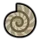 Ammonite